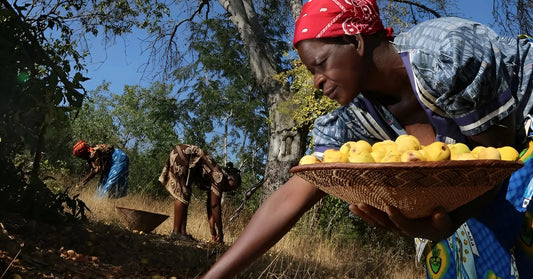 Pourquoi les Beautés Africaines Utilisent Encore Aujourd’hui l’Huile de Marula